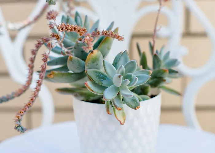 Luvi - Adults Only 卡斯